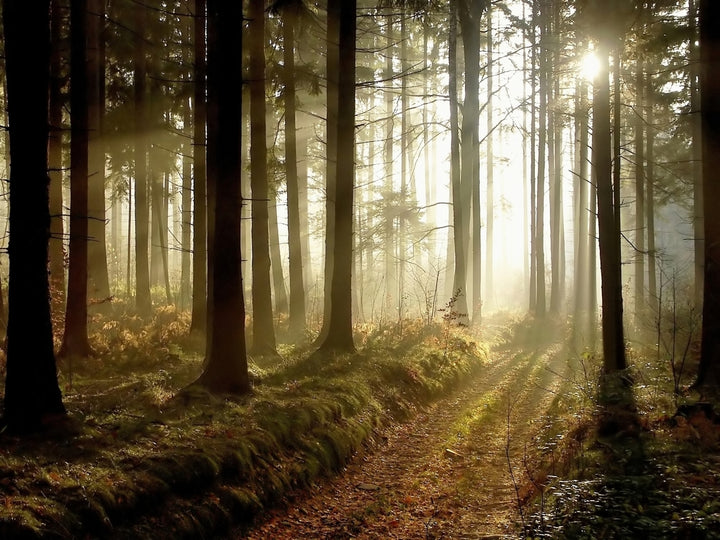 Forest Bathing - a health promoting practice